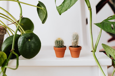 kaboompics_Monstera Monkey Leaf - Cactus - Pilea