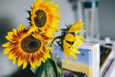 kaboompics_Sunflowers and books