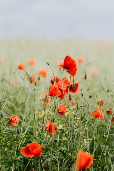 kaboompics_A field of Red Poppies