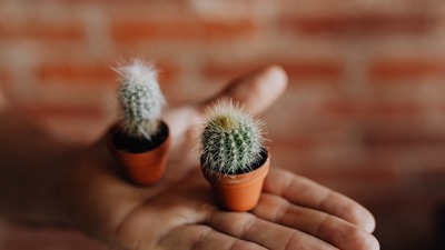 batch_kaboompics_Miniature cacti in clay pots