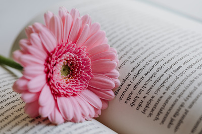 kaboompics_Gerbera & Book