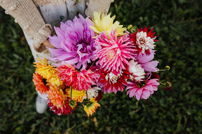 kaboompics_Beautiful colorful dahlia flowers