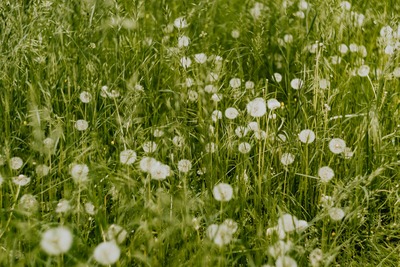kaboompics_Dandelions in green grass